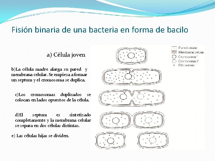 Fisión binaria de una bacteria en forma de bacilo a) Célula joven b)La célula