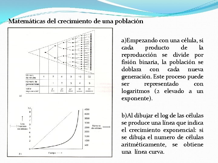 Matemáticas del crecimiento de una población a)Empezando con una célula, si cada producto de