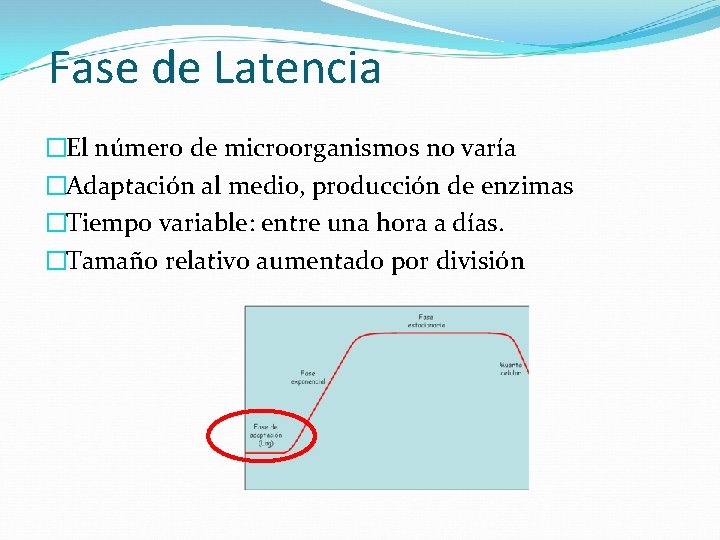 Fase de Latencia �El número de microorganismos no varía �Adaptación al medio, producción de