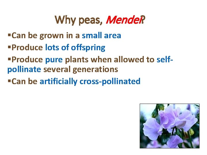 Why peas, Mendel? §Can be grown in a small area §Produce lots of offspring