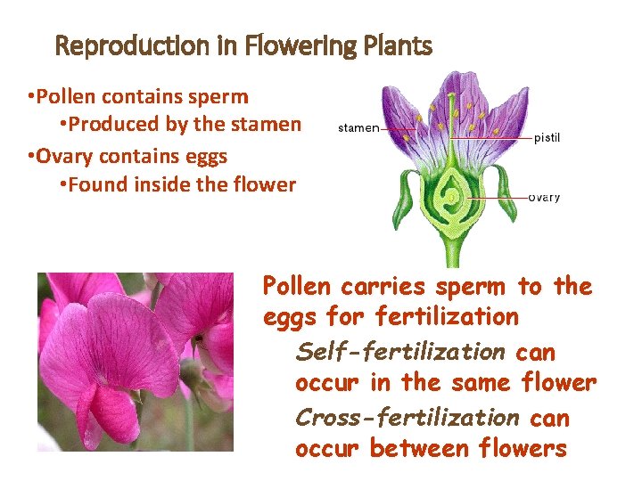 Reproduction in Flowering Plants • Pollen contains sperm • Produced by the stamen •