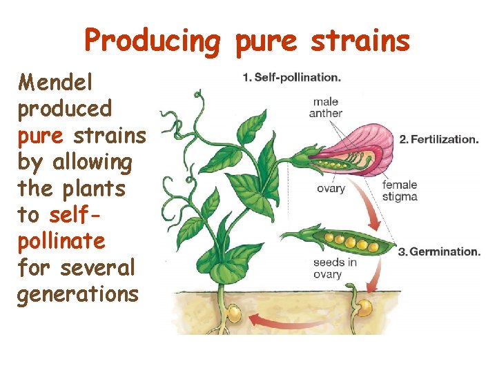 Producing pure strains Mendel produced pure strains by allowing the plants to selfpollinate for