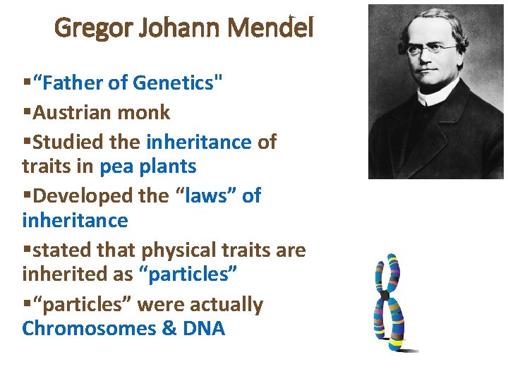 Gregor Johann Mendel §“Father of Genetics" §Austrian monk §Studied the inheritance of traits in