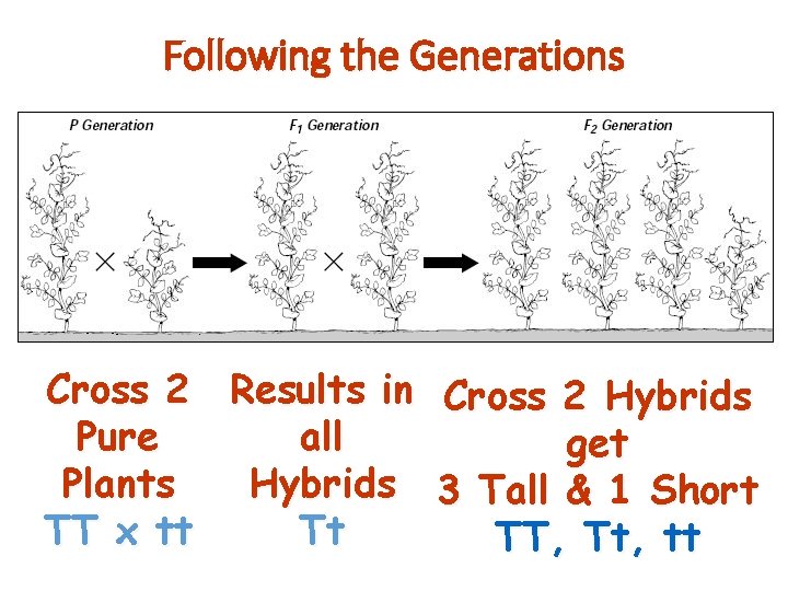 Following the Generations Cross 2 Results in Cross 2 Hybrids Pure all get Plants