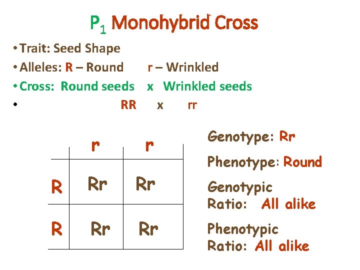 P 1 Monohybrid Cross • Trait: Seed Shape • Alleles: R – Round r