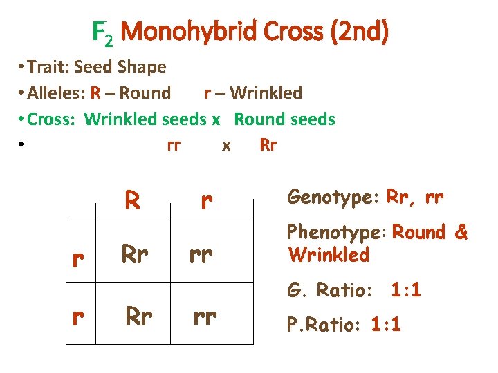 F 2 Monohybrid Cross (2 nd) • Trait: Seed Shape • Alleles: R –