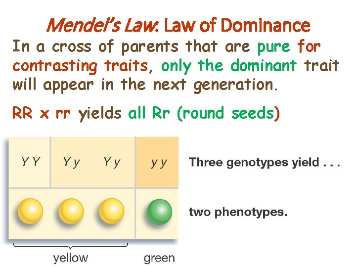 Mendel’s Law: Law of Dominance In a cross of parents that are pure for