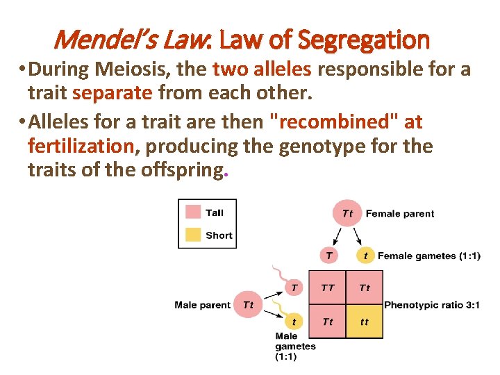 Mendel’s Law: Law of Segregation • During Meiosis, the two alleles responsible for a