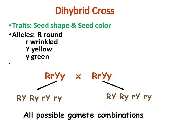 Dihybrid Cross • Traits: Seed shape & Seed color • Alleles: R round r