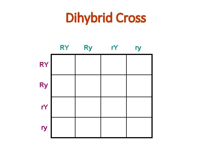 Dihybrid Cross RY Ry r. Y ry Mag Bio 37 