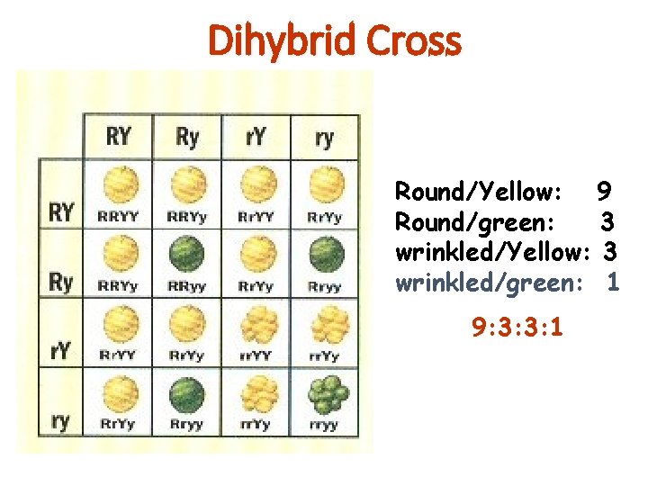 Dihybrid Cross Round/Yellow: 9 Round/green: 3 wrinkled/Yellow: 3 wrinkled/green: 1 9: 3: 3: 1