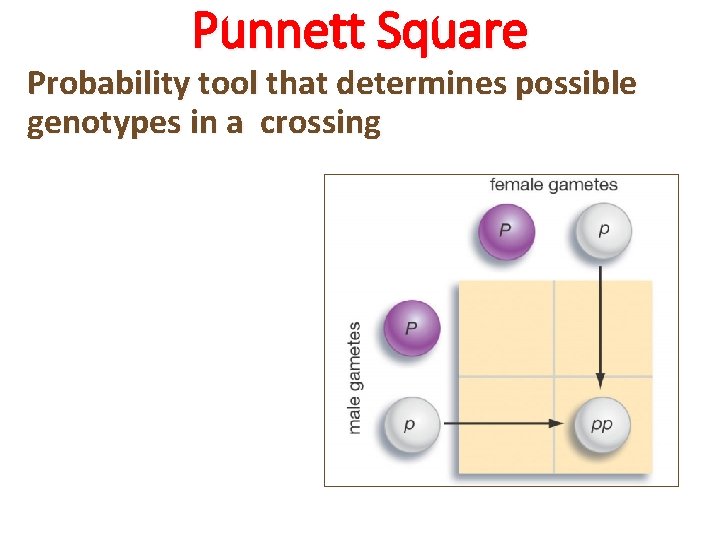 Punnett Square Probability tool that determines possible genotypes in a crossing Mag Bio 5