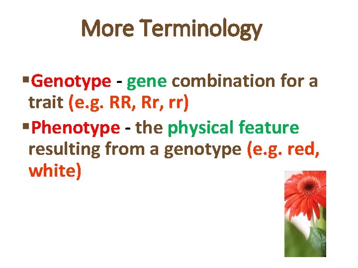 More Terminology §Genotype - gene combination for a trait (e. g. RR, Rr, rr)