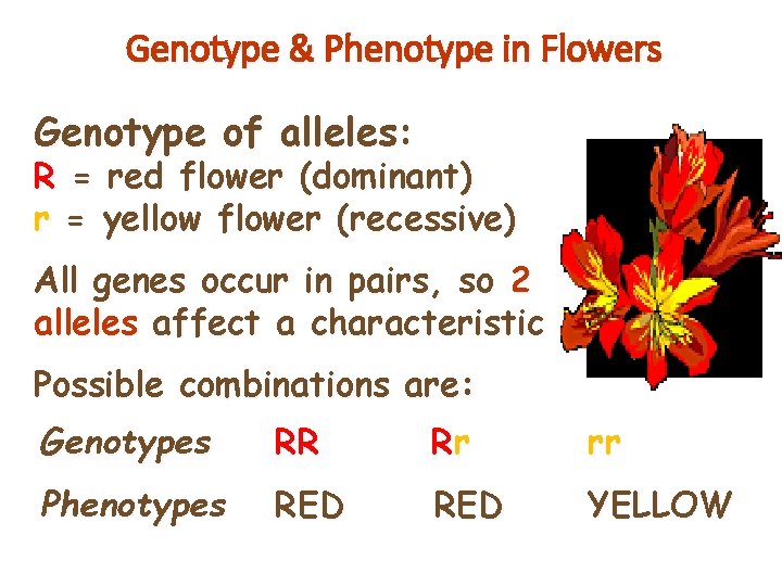 Genotype & Phenotype in Flowers Genotype of alleles: R = red flower (dominant) r