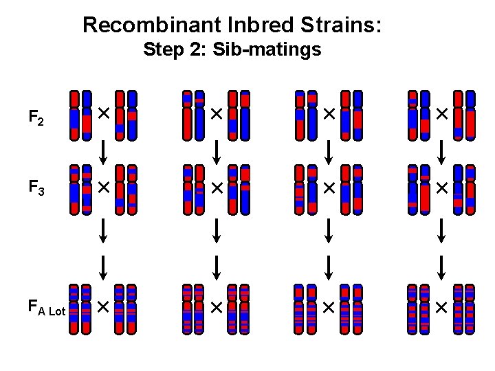 Recombinant Inbred Strains: Step 2: Sib-matings F 2 × × F 3 × ×