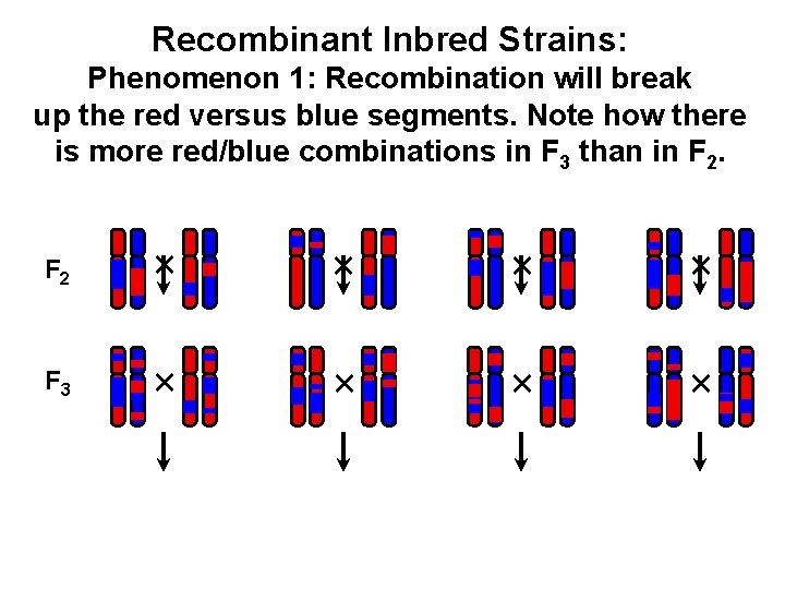 Recombinant Inbred Strains: Phenomenon 1: Recombination will break up the red versus blue segments.