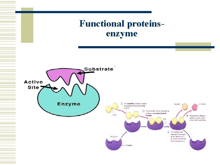 Functional proteinsenzyme 