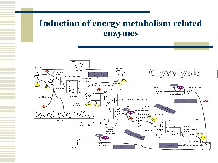 Induction of energy metabolism related enzymes 