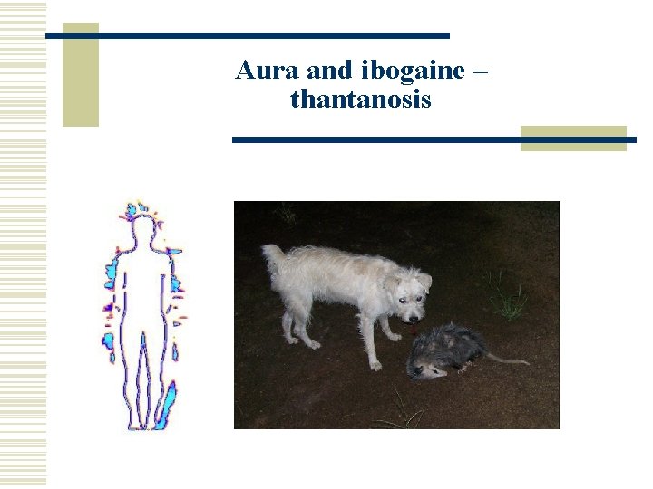 Aura and ibogaine – thantanosis 