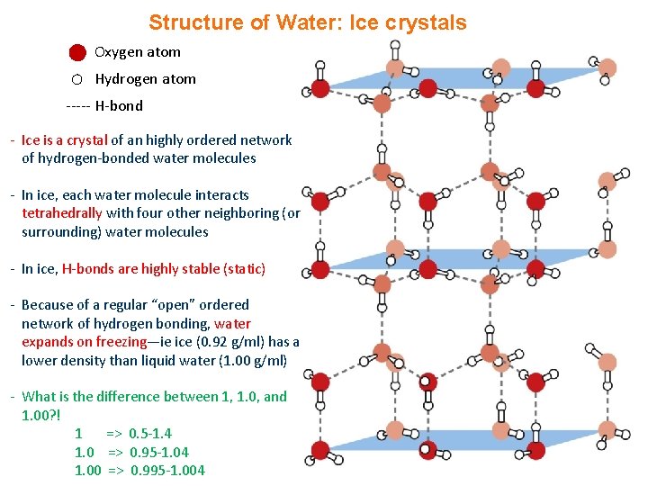Structure of Water: Ice crystals Oxygen atom Hydrogen atom ----- H-bond - Ice is