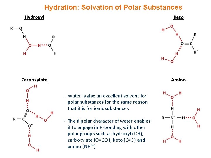 Hydration: Solvation of Polar Substances Hydroxyl Keto Carboxylate Amino - Water is also an