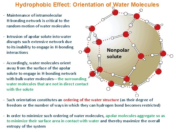 Hydrophobic Effect: Orientation of Water Molecules - Maintenance of intramolecular H-bonding network is critical