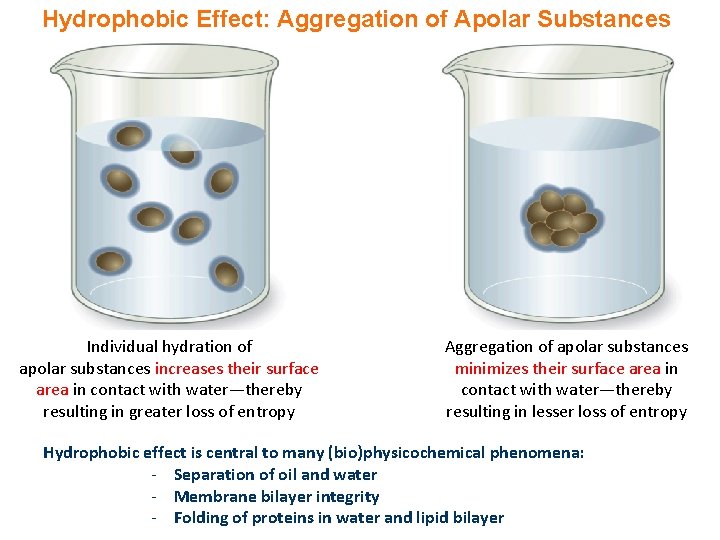 Hydrophobic Effect: Aggregation of Apolar Substances Individual hydration of apolar substances increases their surface