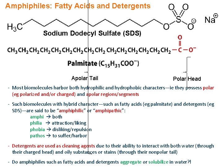 Amphiphiles: Fatty Acids and Detergents Sodium Dodecyl Sulfate (SDS) Apolar Tail Polar Head -