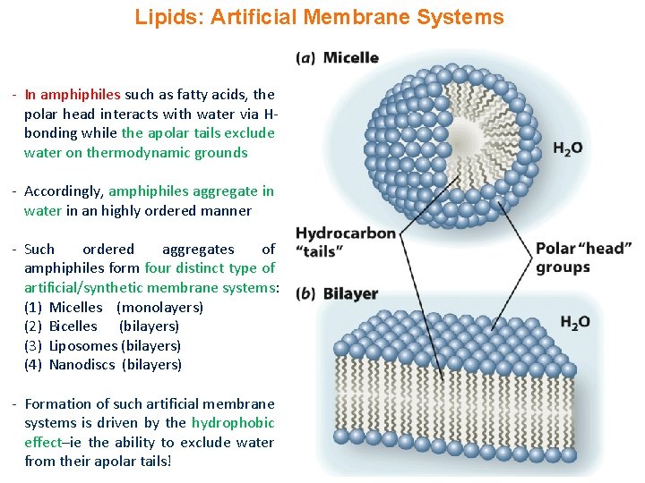 Lipids: Artificial Membrane Systems - In amphiphiles such as fatty acids, the polar head