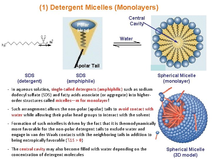 (1) Detergent Micelles (Monolayers) Polar Head Central Cavity Water Apolar Tail SDS (detergent) SDS