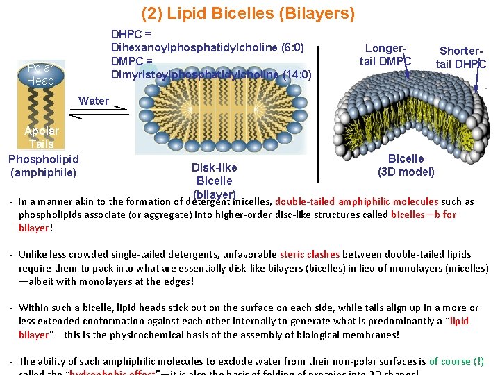 (2) Lipid Bicelles (Bilayers) DHPC = Dihexanoylphosphatidylcholine (6: 0) DMPC = Dimyristoylphosphatidylcholine (14: 0)