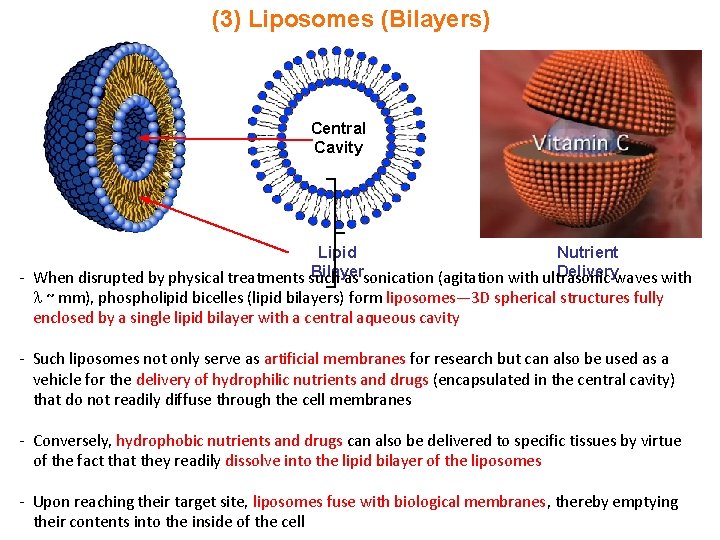 (3) Liposomes (Bilayers) Central Cavity Lipid Nutrient Bilayer Deliverywaves with - When disrupted by