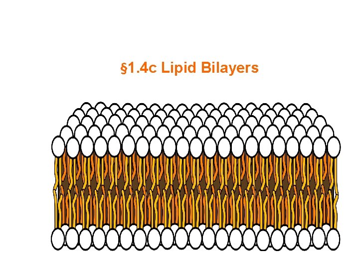 § 1. 4 c Lipid Bilayers 