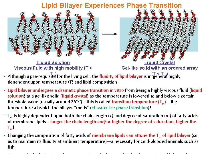 Lipid Bilayer Experiences Phase Transition Liquid Solution Viscous fluid with high mobility (T >