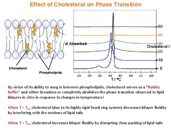 Effect of Cholesterol on Phase Transition 50 40 30 Cholesterol / % 20 Heat