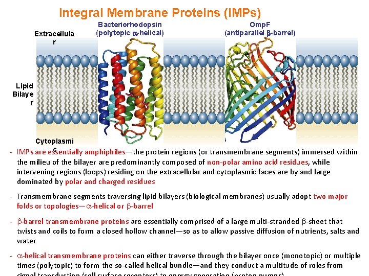 Integral Membrane Proteins (IMPs) Extracellula r Bacteriorhodopsin (polytopic -helical) Omp. F (antiparallel -barrel) Lipid