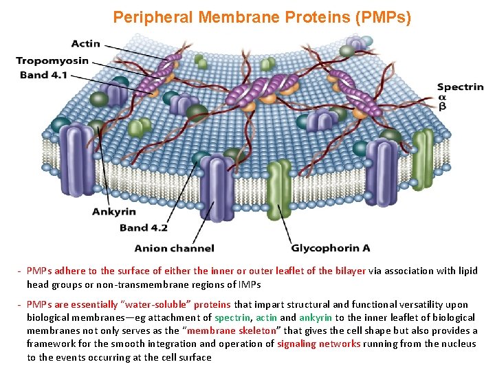 Peripheral Membrane Proteins (PMPs) - PMPs adhere to the surface of either the inner