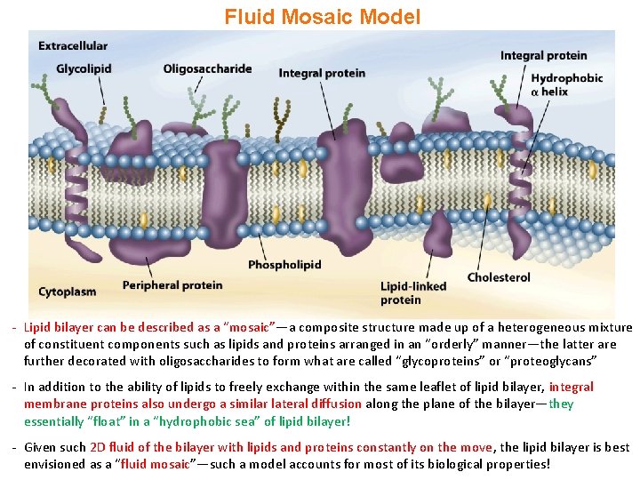 Fluid Mosaic Model - Lipid bilayer can be described as a “mosaic”—a composite structure