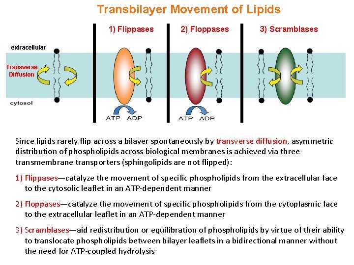 Transbilayer Movement of Lipids 1) Flippases 2) Floppases 3) Scramblases extracellular Transverse Diffusion Since