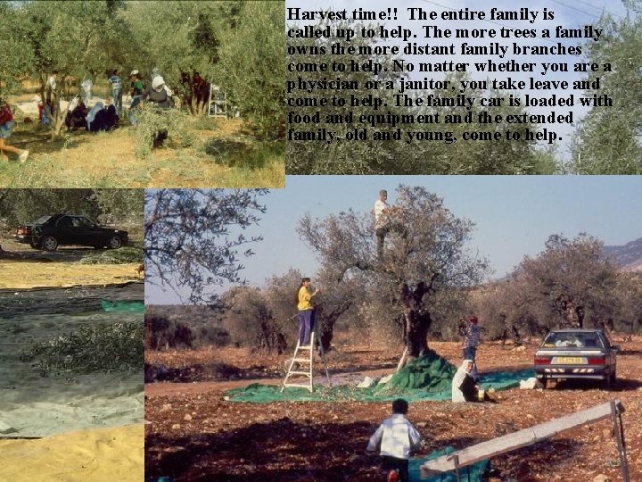 Harvest time!! The entire family is called up to help. The more trees a