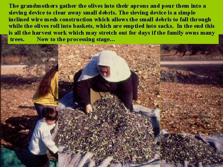 The grandmothers gather the olives into their aprons and pour them into a sieving