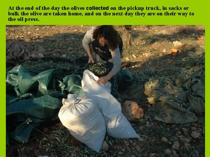 At the end of the day the olives collected on the pickup truck, in