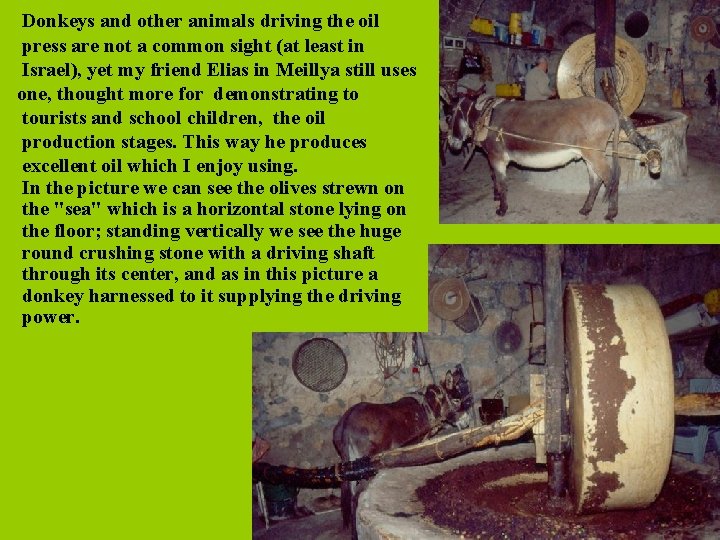 Donkeys and other animals driving the oil press are not a common sight (at