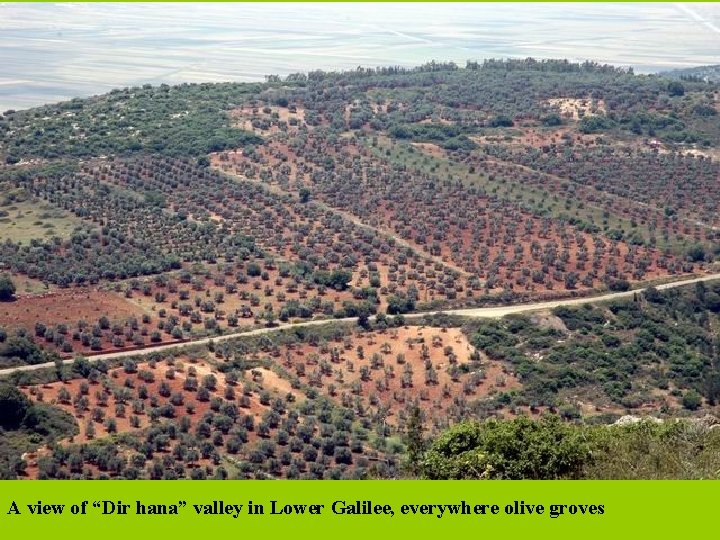  A view of “Dir hana” valley in Lower Galilee, everywhere olive groves 