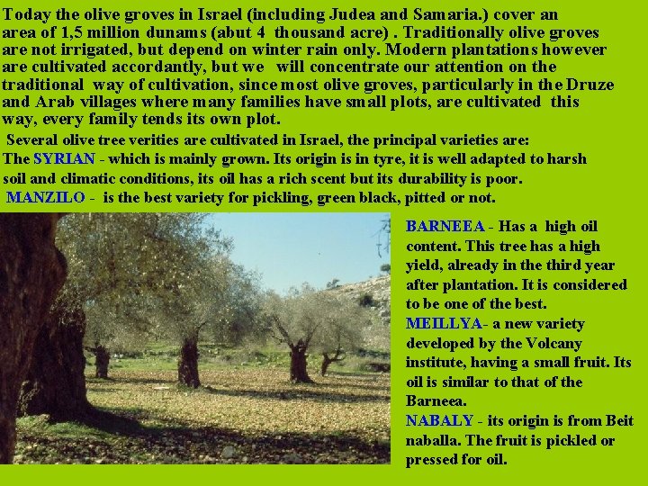 Today the olive groves in Israel (including Judea and Samaria. ) cover an area