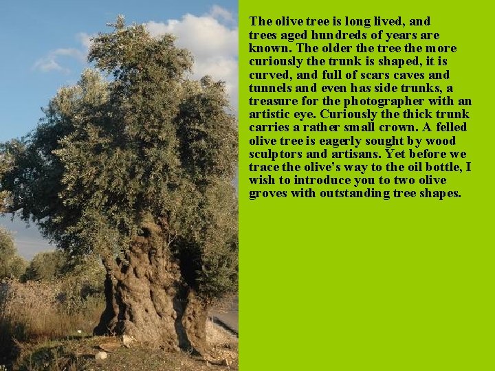 The olive tree is long lived, and trees aged hundreds of years are known.