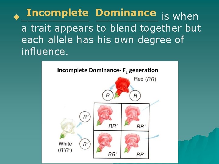 Incomplete Dominance _____ is when a trait appears to blend together but each allele