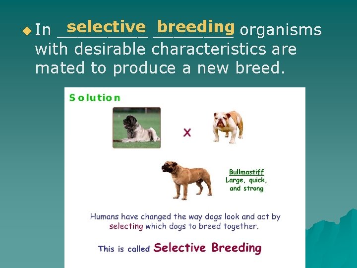 selective ____ breeding organisms _____ with desirable characteristics are mated to produce a new