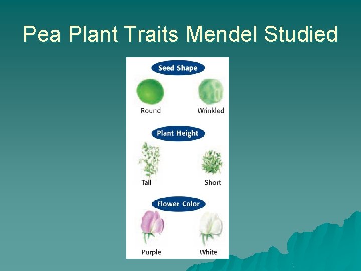 Pea Plant Traits Mendel Studied 