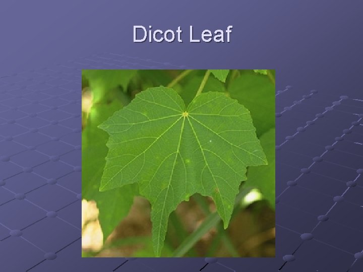 Dicot Leaf 